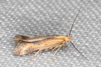 Metzneria artificella