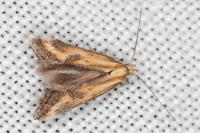 Metzneria artificella