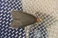 Eurodachtha pallicornella