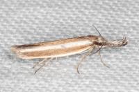 Pleurota aristella