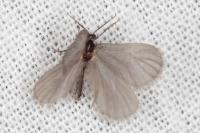 Apterona helicoidella