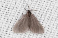 Apterona helicoidella