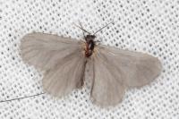 Apterona helicoidella