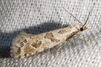 Ateliotum hungaricellum