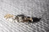 Infurcitinea