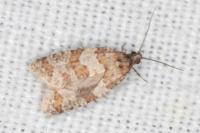 Isotrias
