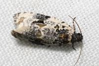 Celypha woodiana