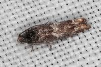 Epinotia rubiginosana