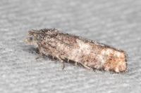 Epinotia rubiginosana