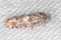 Epinotia rubiginosana