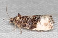 Hedya nubiferana