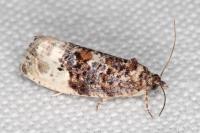 Hedya nubiferana