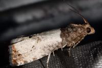 Notocelia roborana