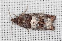 Notocelia trimaculana