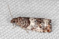 Notocelia trimaculana