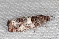 Notocelia trimaculana