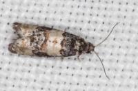 Piniphila bifasciana