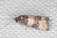 Piniphila bifasciana