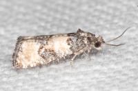 Piniphila bifasciana