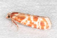 Rhyacionia pinicolana