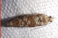 Rhyacionia pinivorana/miniatana