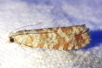 Rhyacionia pinivorana/miniatana