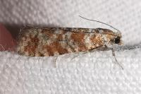 Rhyacionia pinivorana/miniatana