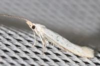 Coleophora