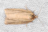 Aphelia viburnana