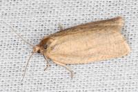 Aphelia viburnana