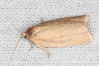 Aphelia viburnana