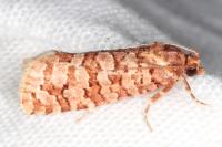 Lozotaeniodes formosana