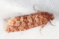 Lozotaeniodes formosana
