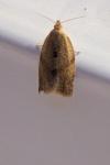 Clepsis consimilana