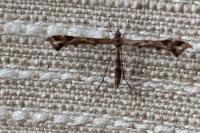 Amblyptilia acanthadactyla