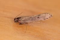 Neofaculta ericetella