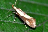 Harpella forficella