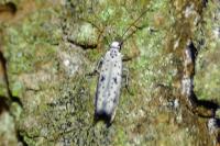 Yponomeuta plumbella
