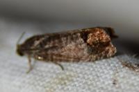 Cydia pomonella