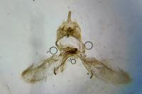 Cnephasia incertana