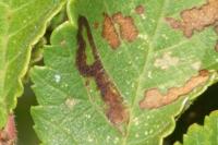 Stigmella ulmivora