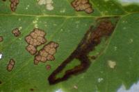 Stigmella ulmivora