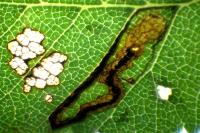 Stigmella ulmivora