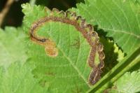 Stigmella lemniscella