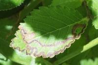 Stigmella lemniscella