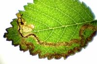Stigmella lemniscella