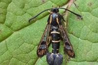 Synanthedon tipuliformis