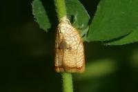 Acleris forsskaleana