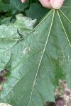 Phyllonorycter joannisi