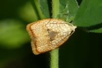 Acleris forsskaleana